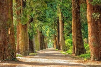 Tree-lined pathway in serene park setting