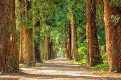 Tree-lined pathway in serene park setting