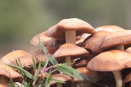 Cluster of brown wild mushrooms in lush grass.
