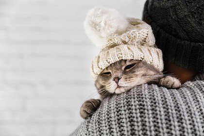 Adorable cat snuggled in hat showing cozy winter vibes.
