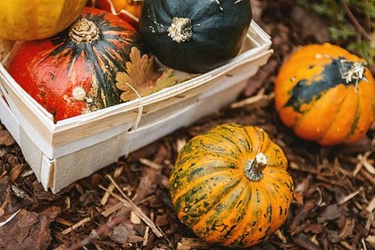 Assorted decorative gourds and pumpkins in a basket for fall.