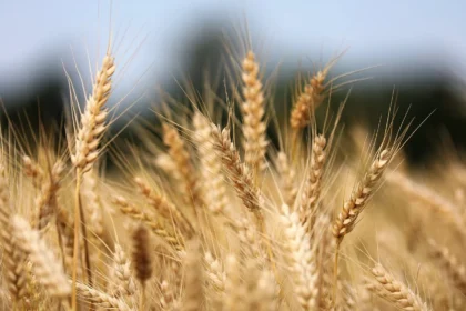 wheat 8087042 1280